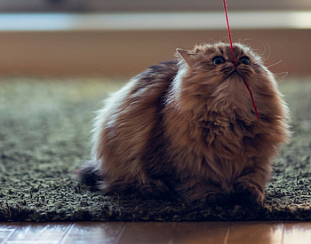 Persian Kitty, kitten, sweet, kitty, cats, cute, beautiful, persian, playing, animals, adorable HD wallpaper