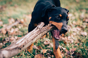 Animals, Dog, Muzzle, Playful, Stick, Gnaw HD wallpaper