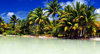 Tropical palms, Coastal serenity, Pristine shore, Paradise found HD wallpaper