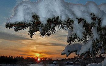 Winter Sunset, winter, frost, snow, trees, nature, sunset HD wallpaper