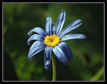 Blue Lonely flower, blue, graphy, flower, green, nature, lonely HD wallpaper