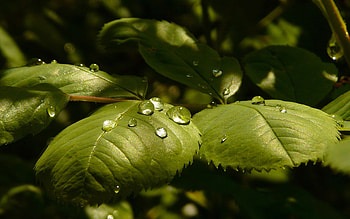 Leaves, Drops, Macro, Shine, Light, Rose Flower, Rose, Dew HD wallpaper