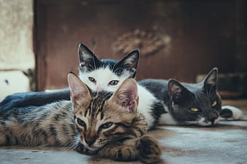 Close-up of three relaxed domestic cats lying together, showcasing their playful innocence and companionship. HD wallpaper