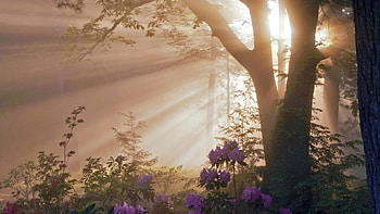 Plants, Flowers, Trees, Sun HD wallpaper