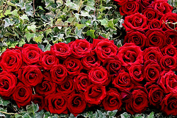 ~ Festival of Love ~, great, graphy, colors, nice, big, petals, hearts, sweet, roses, gorgeous, adolable, magnificent, decorated, beautiful, leaves, pretty, green, red, red roses, nature, flowers, lovely, splendor, Festival of Love HD wallpaper