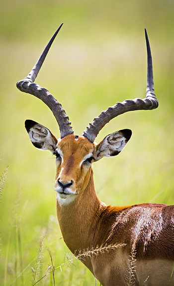 Impala, African wildlife, Wildlife graphy, Antelope species HD phone wallpaper