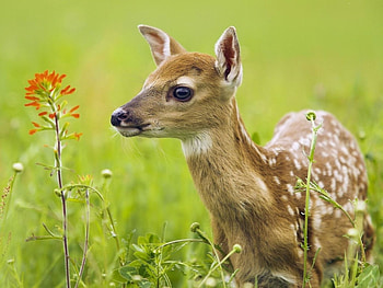 Animals, Deers HD wallpaper