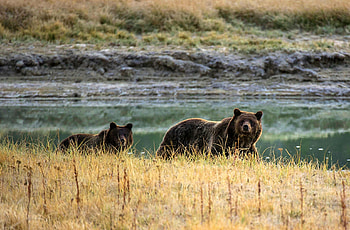 Yellowstone National Park, Wide vistas, Nature's retreat, beauty HD wallpaper