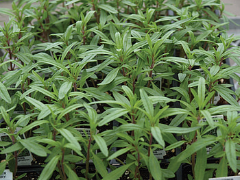 Winter Savory, Savory, Midget, William dam seeds HD wallpaper