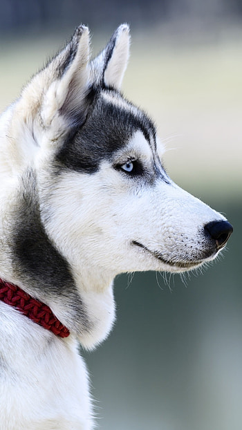 Husky Dog, Adorable Husky HD phone wallpaper