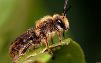 Bee, Biene , Nature's beauty, Insect art HD wallpaper