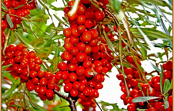 Plants, Fruits, Food, Berries HD wallpaper