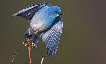 Blue Bird, blue, birds, bird, mountain HD wallpaper