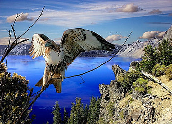 Eagles world, blue sky, birds, landing on branch, eagle, cliffs, trees, water HD wallpaper