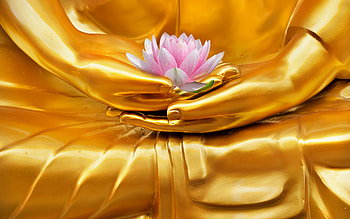 golden Buddha statue, lotus in hands, Gautama Buddha, Buddhism, golden statue, pink lotus HD wallpaper