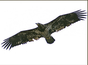 Mid flight, flight, eagles HD wallpaper
