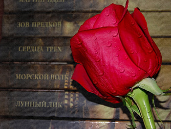 Plants, Flowers, Roses HD wallpaper