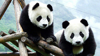 Siblings, Pandas HD wallpaper
