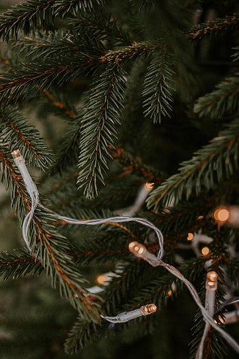 Holidays, New Year, Christmas, Holiday, Branches, Christmas Tree, Garland HD phone wallpaper