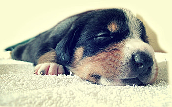 Animals, Muzzle, Spotty, Spotted, Puppy, Dream, Sleep HD wallpaper