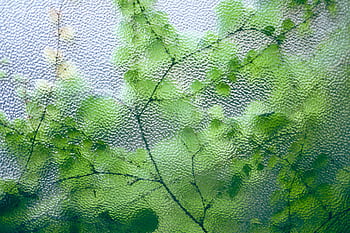 Green leaves viewed through frosted glass, creating a tranquil, natural pattern. HD wallpaper