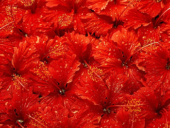 Flowers, Drops, Lot HD wallpaper