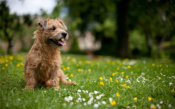 Animals, Flowers, Grass, Dog, Polyana, Glade HD wallpaper