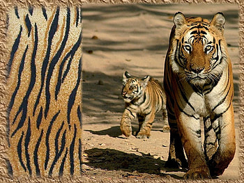 Father and son, son, tiger, cub, walk HD wallpaper