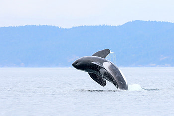Orca Whale off coast of Victoria, British Columbia, orca, whales, ocean, animals HD wallpaper