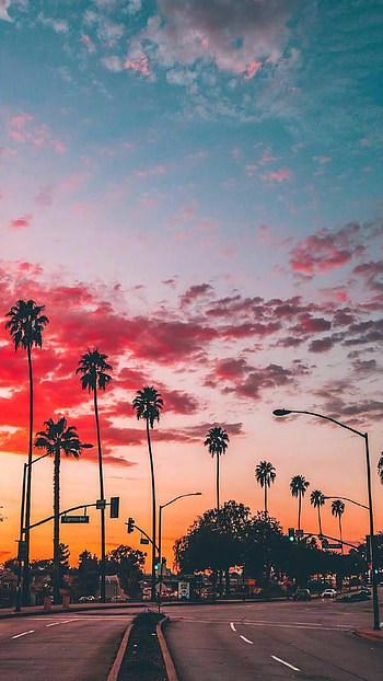 Palm sunset, , Tranquil atmosphere, Breathtaking view HD phone wallpaper