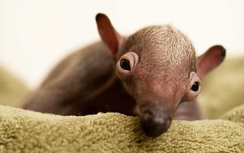 Anteater, , Animal , Beautiful HD wallpaper