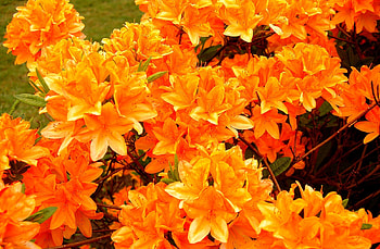 Flowers, Bright, Bloom, Flowering, Azalea HD wallpaper