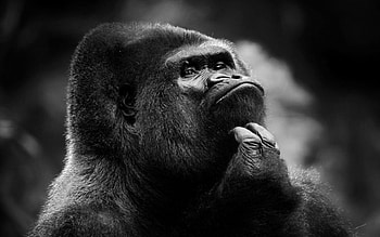 king of the jungle, animal, primate, fun, little monkey, , cute, gorilla HD wallpaper