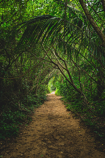 Nature, Trees, Bush, Path, Jungle HD phone wallpaper