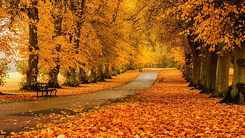 Landscape bliss, Enchanting forest path, Fall's colorful embrace, Park's natural wonders HD wallpaper