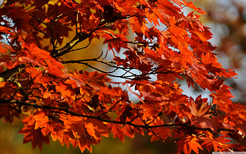 Maple tree, Stunning , Nature's beauty, quality HD wallpaper