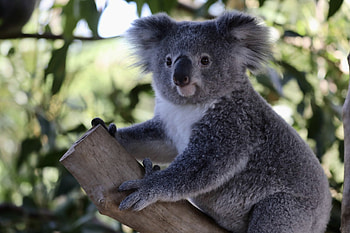 New South Wales, Koalas HD wallpaper