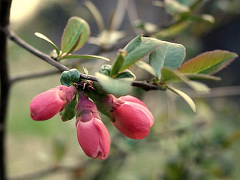 still buds, branch, still, bud, flower HD wallpaper