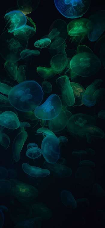 Dark jellyfish, Captivating , Underwater beauty, Mysterious backgrounds HD phone wallpaper