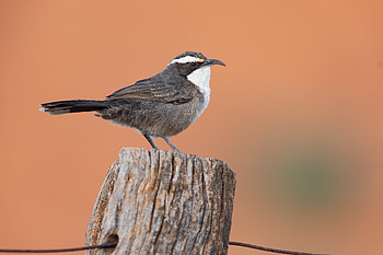White-browed Babbler (Pomatostomus superciliosus). Mount Ive, Gawler Ranges, South Australi, Animal, bird HD wallpaper