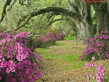 flowery grass, grass, pink, tree, flower HD wallpaper
