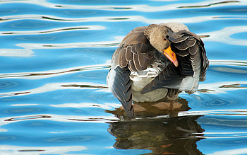 Animals, Birds, Ducks HD wallpaper