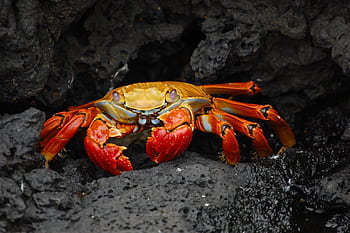 A vivid red rock crab nestled in dark volcanic rocks showcases striking natural contrast. HD wallpaper