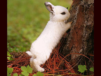 Cute Little Rabbit, cute, , little, rabbit HD wallpaper