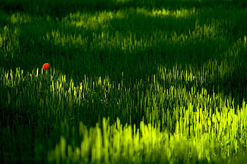 Lonely Rose, rose, one, field, alone, red, grass HD wallpaper