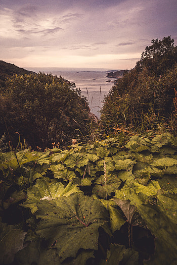 Nature, Trees, Leaves, Sea, Horizon, Coast HD phone wallpaper