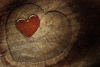 Love, Wood, Tree, Heart, Stump HD wallpaper