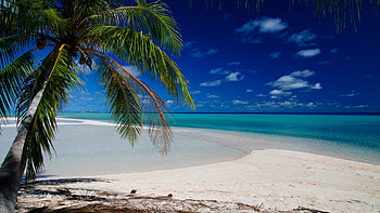 Palm Tree Branches On Beach Sand Tropics Ocean Water Under Blue Sky During Daytime Nature HD wallpaper