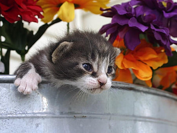 spring kitten, kitten, farm, flowers, spring HD wallpaper