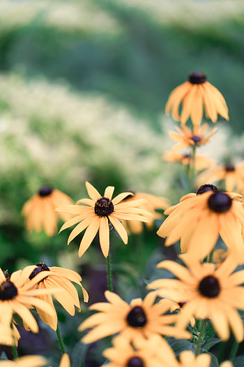Flowers, Plant, Bloom, Flowering, Echinacea HD phone wallpaper